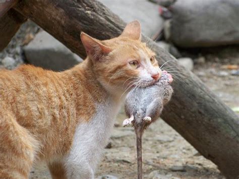 貓死了怎麼處理|動物死掉要打給誰？遇到寵物、浪浪屍體，一通電話讓。